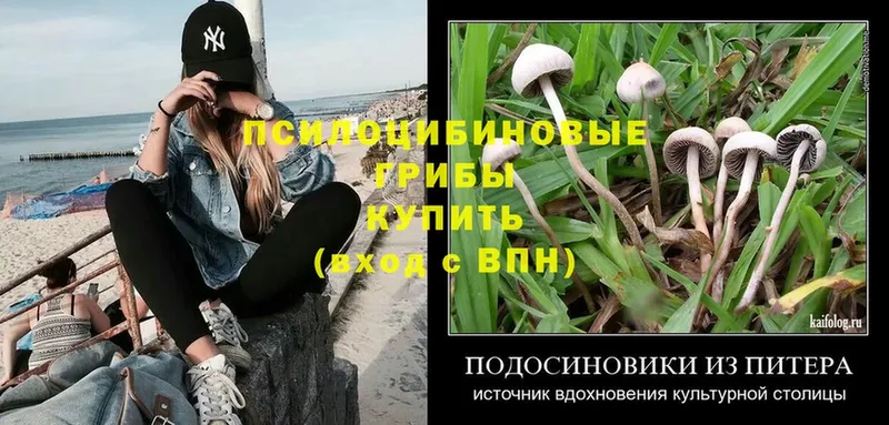 Псилоцибиновые грибы Psilocybe  что такое наркотик  Богородск 